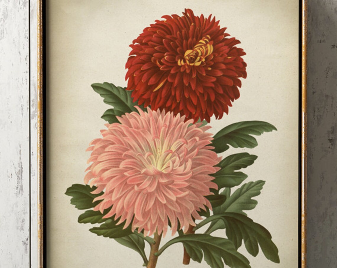 Chrysanthemums Botanical Vintage Illustration Art Print