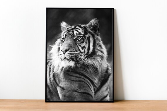 Tiger Fine Art Photography, Safari Wall Art