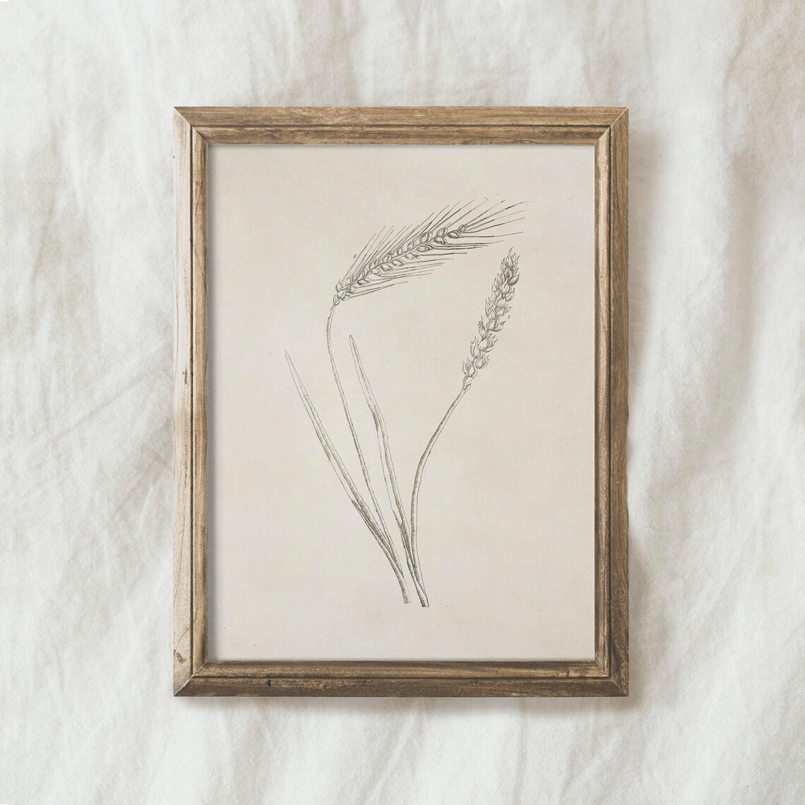 Vintage Wheat Botanical Line Drawing, Farmhouse Art Print - Image 4