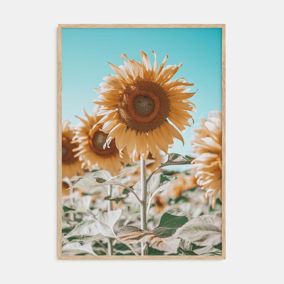 Giant Sunflower Bloom Against a Bright Turquoise Summer Sky Poster