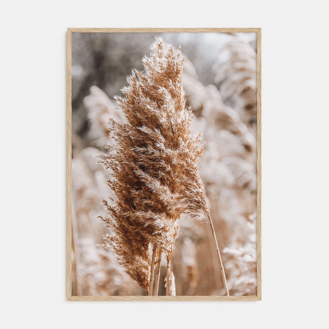 Feathery Golden Pampas Grass Close-Up in Soft Neutral Tones Poster