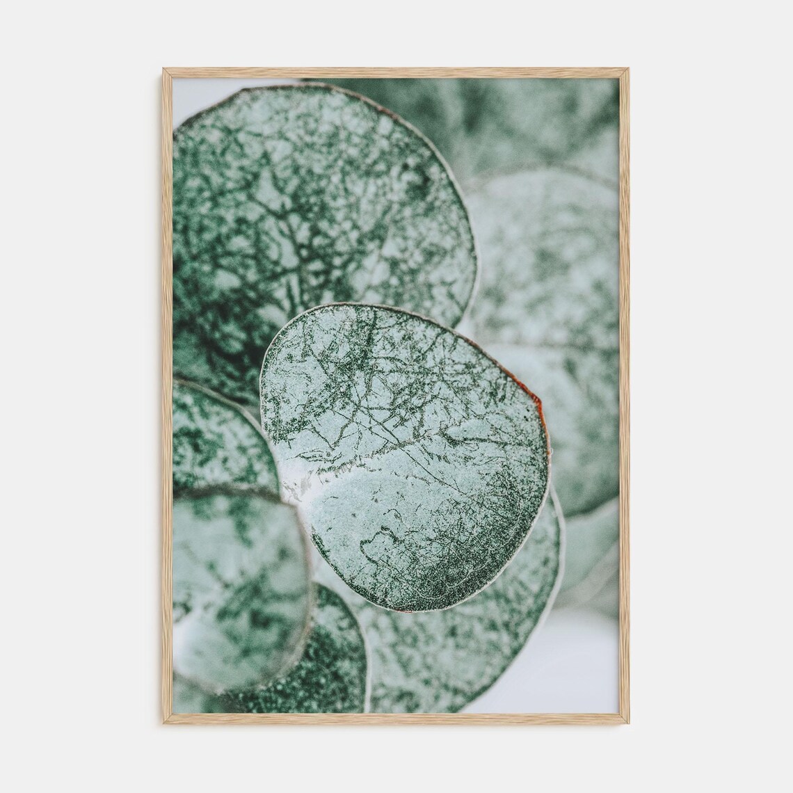 Silver Green Eucalyptus Leaves Close Up Botanical Photo Poster
