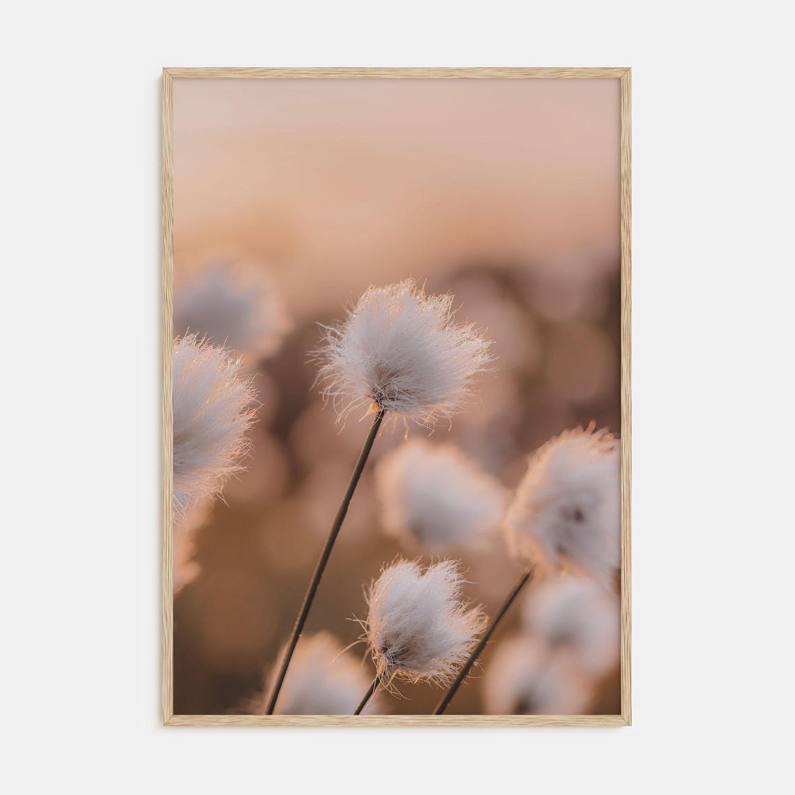 Fluffy Cottongrass Flowers Glowing in Warm Sunset Light Poster