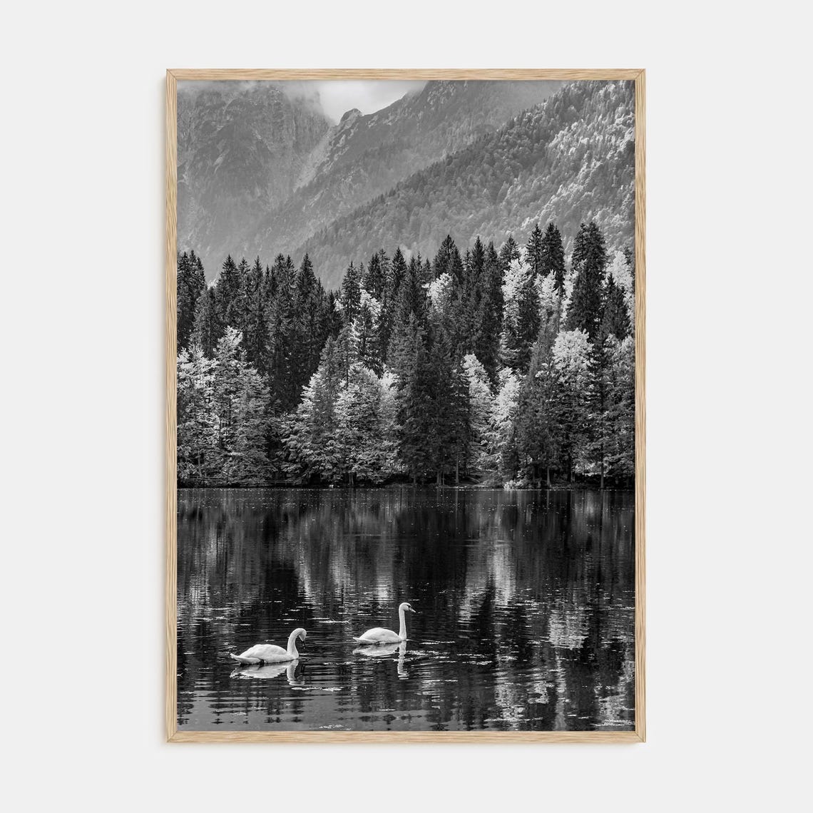 Two Swans on Mountain Lake Pine Forest Black and White Poster