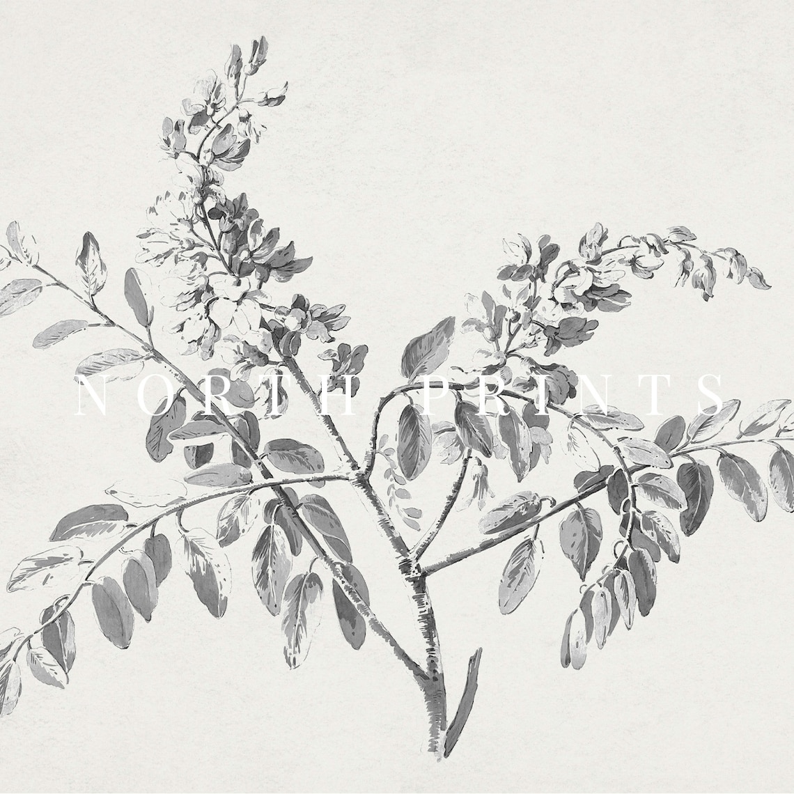 Vintage Branch Sketch Neutral Botanical Art Print - Image 3