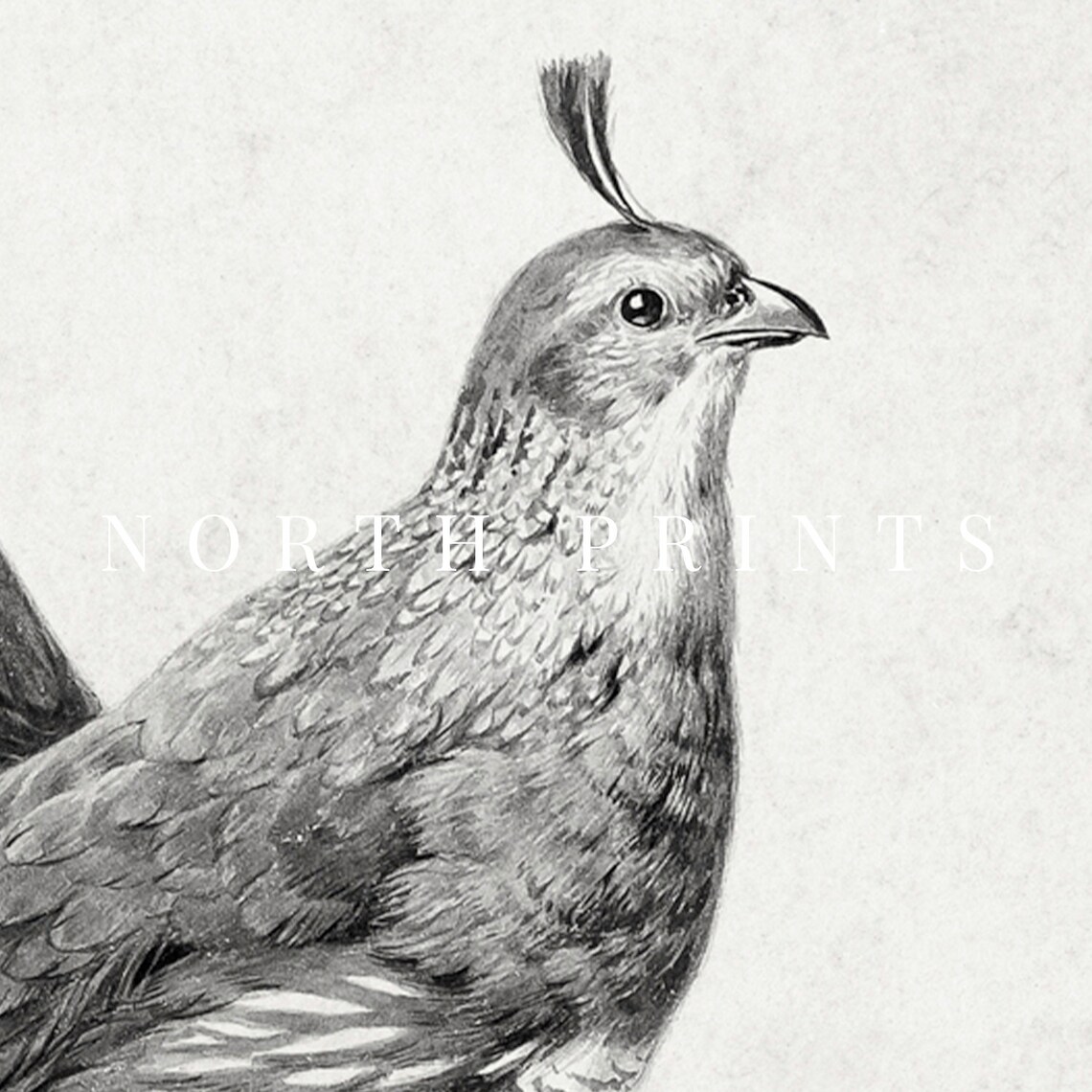 Vintage Quail Drawing, Neutral Farmhouse Art Print - Image 4
