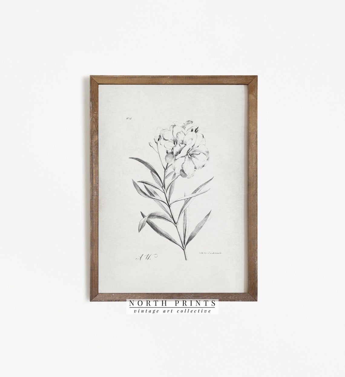 Antique Floral Engraving Botanical Flower Study Vintage Print - Image 4