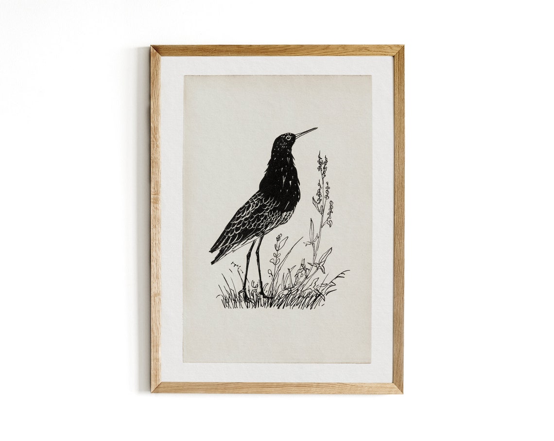 Antique Shorebird Ink Sketch Wading Bird Minimalist Art Print - Image 2