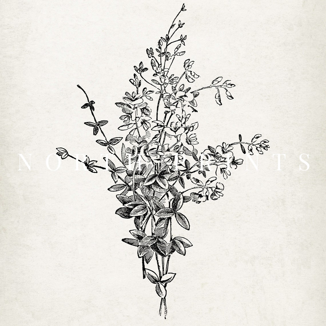 Black White Botanical Line Drawing Leafy Bouquet Vintage Wall Art - Image 2
