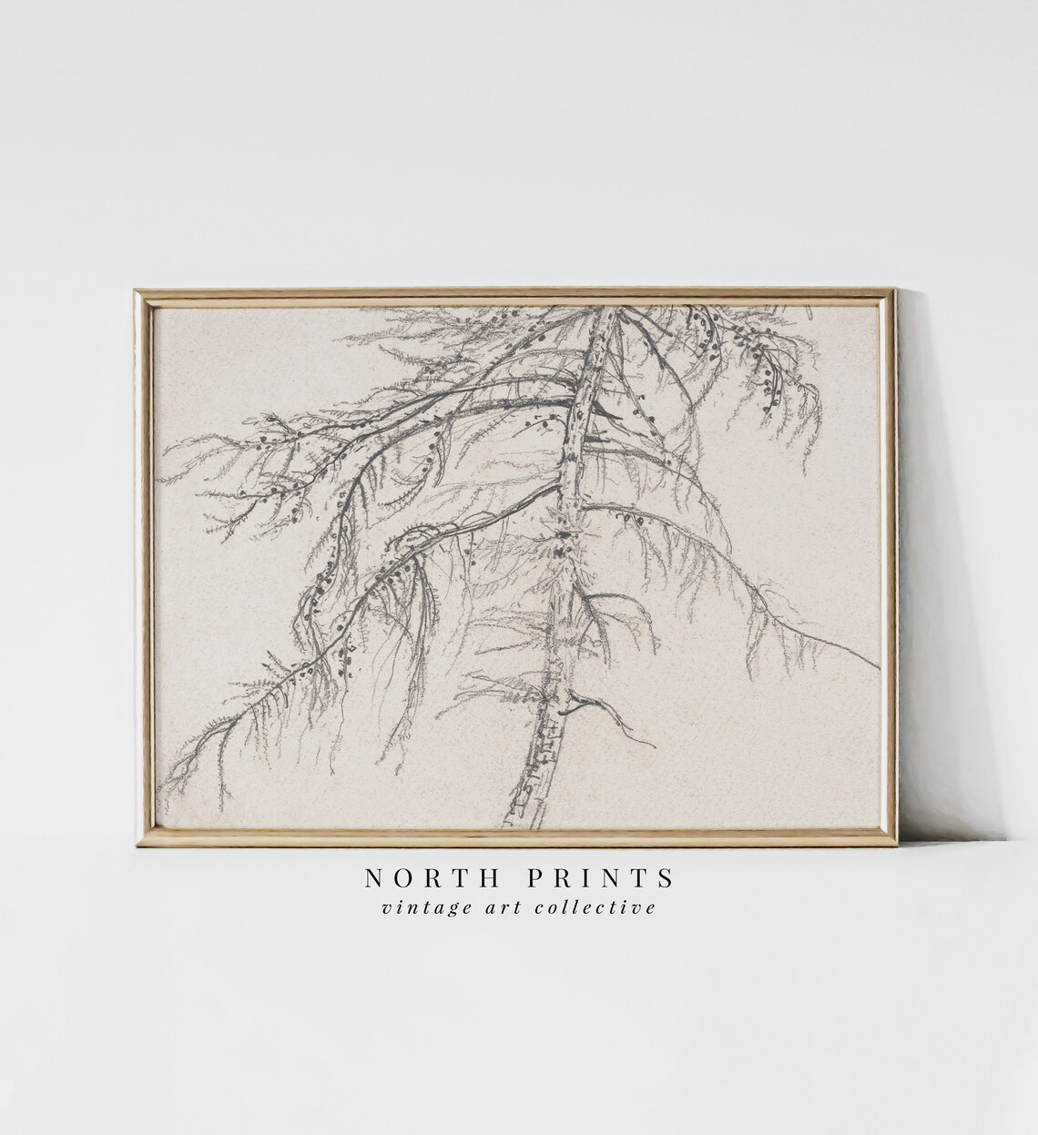 Rustic Tree Sketch, Vintage Tree Drawing