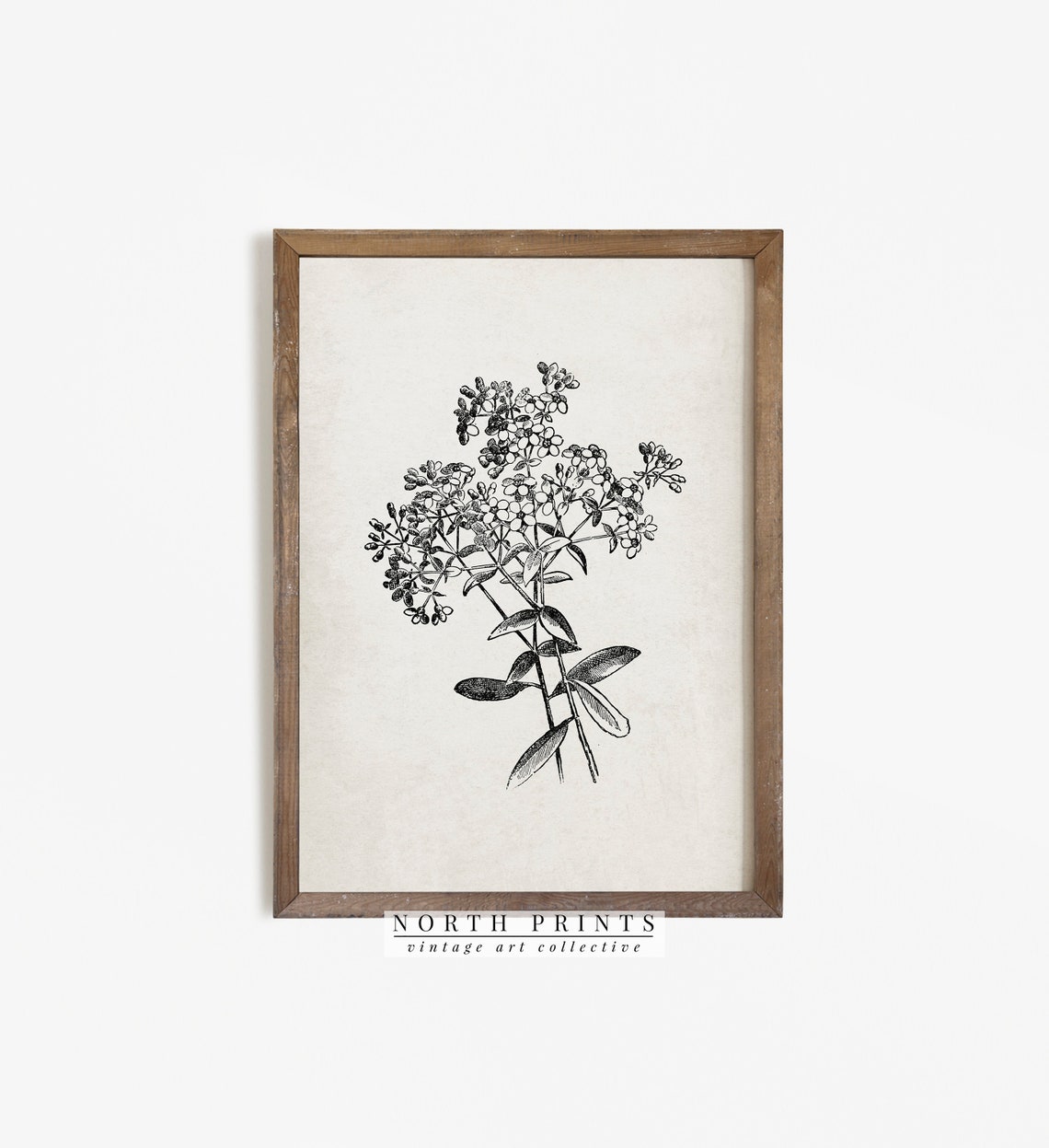 Antique Botanical Ink Drawing Flowering Branch Vintage Sketch Print - Image 2