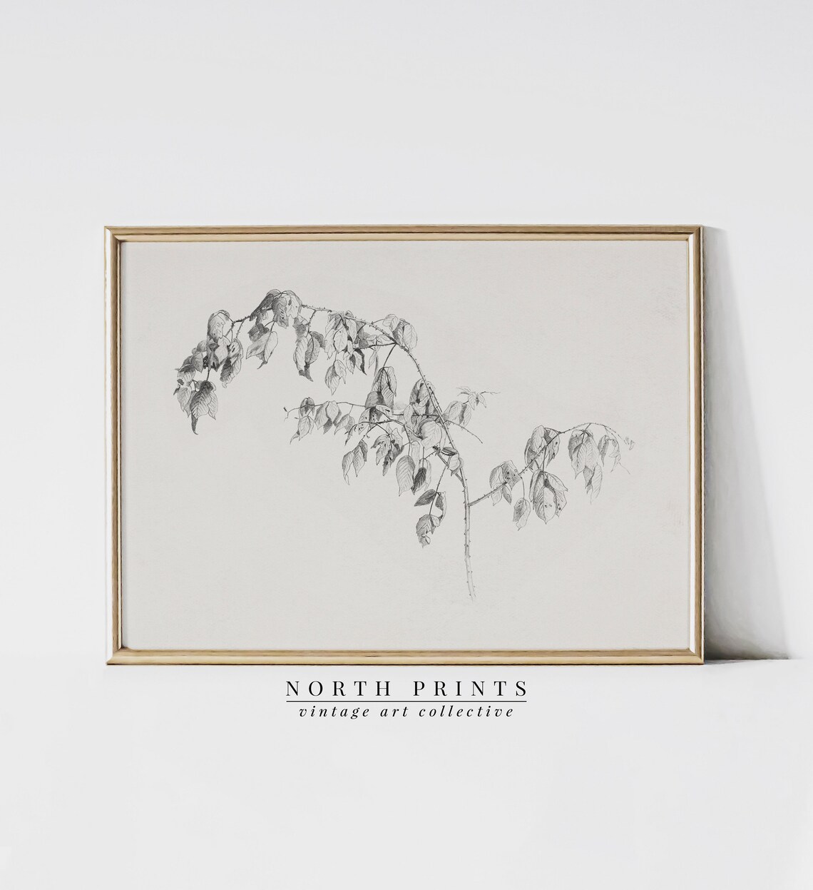 Botanical Sketch, Neutral Minimalist Vintage Drawing