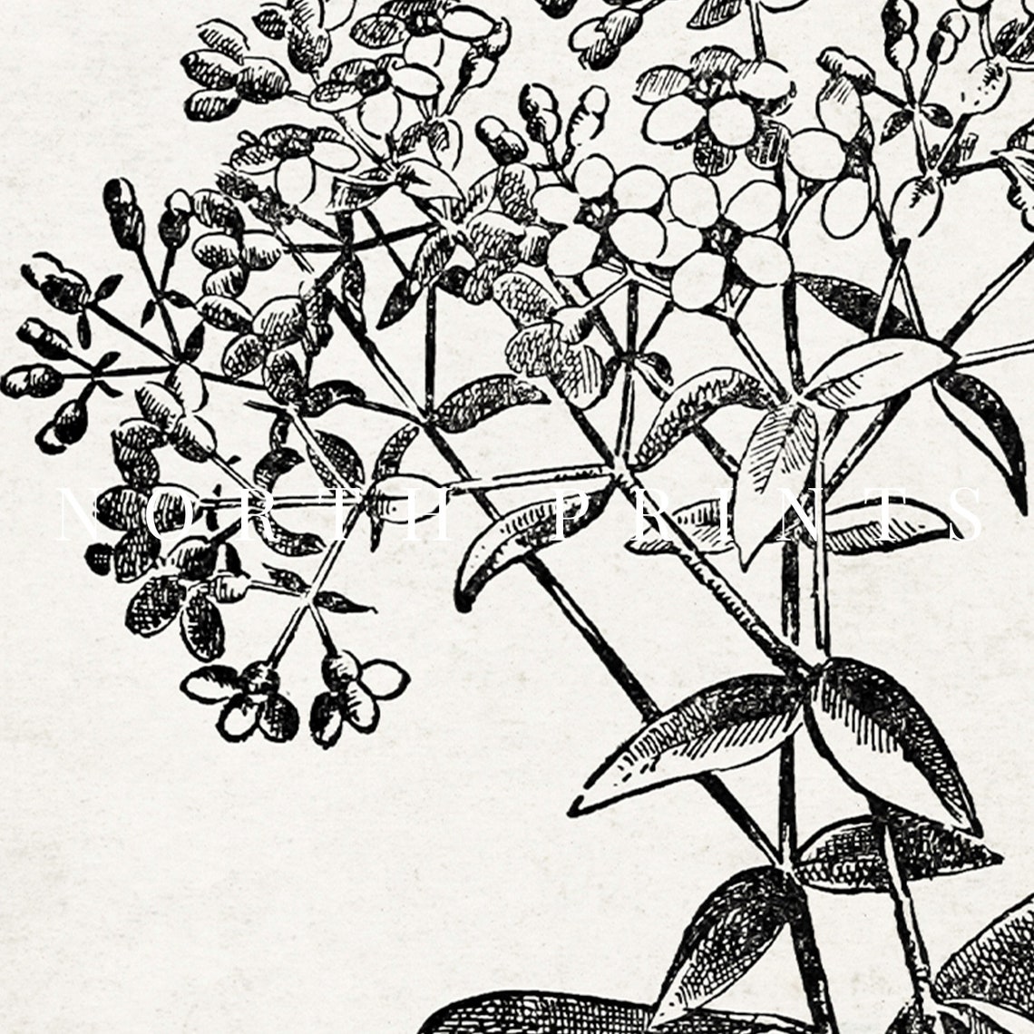 Antique Botanical Ink Drawing Flowering Branch Vintage Sketch Print - Image 3