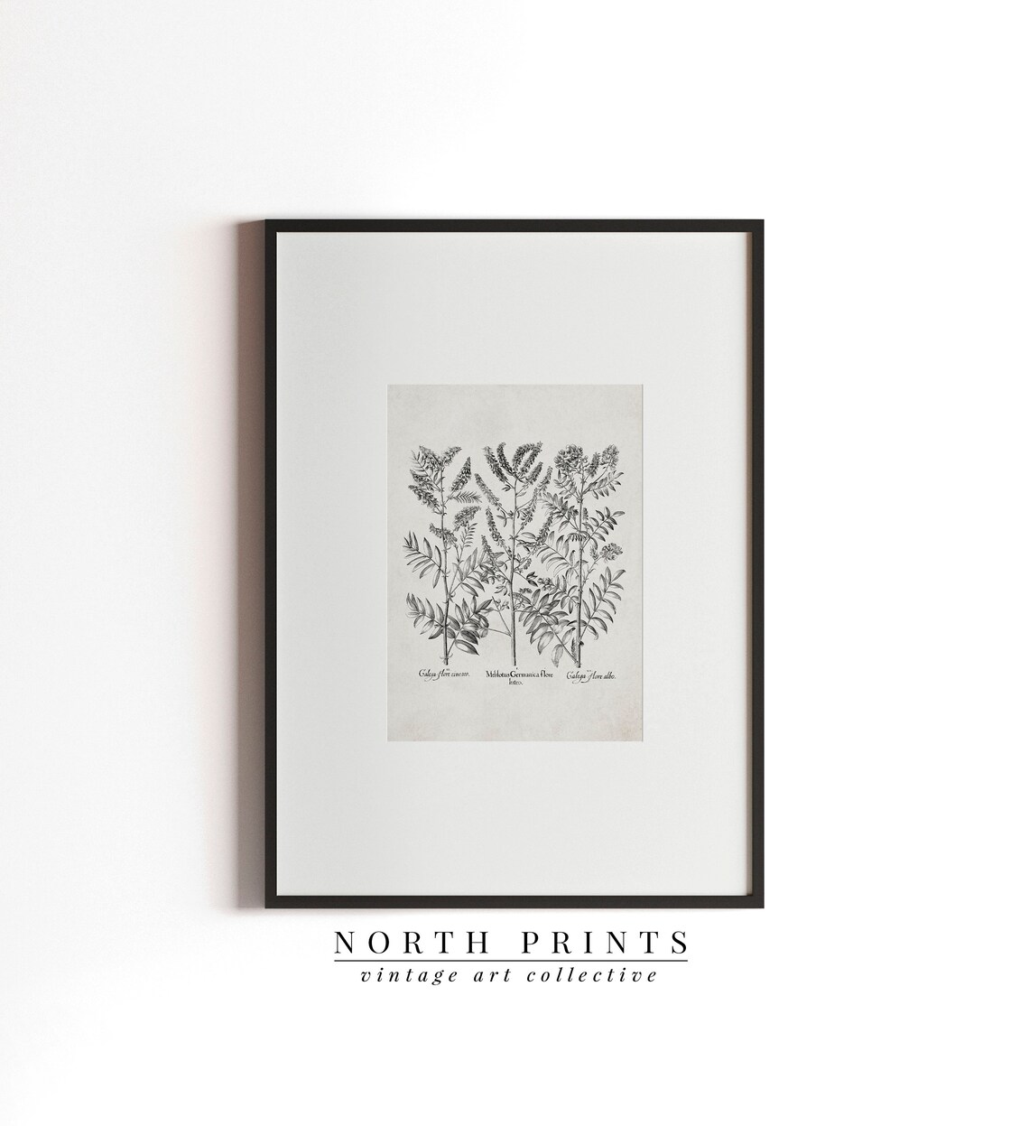 Neutral Botanical Drawing, Vintage Rustic Flower Study - Image 2