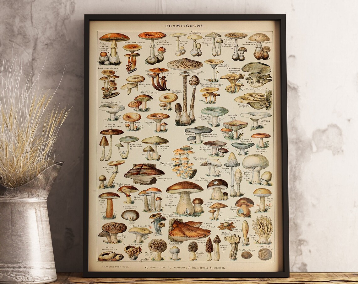 Adolphe Milliot Vintage Mushroom Art Print - Image 3