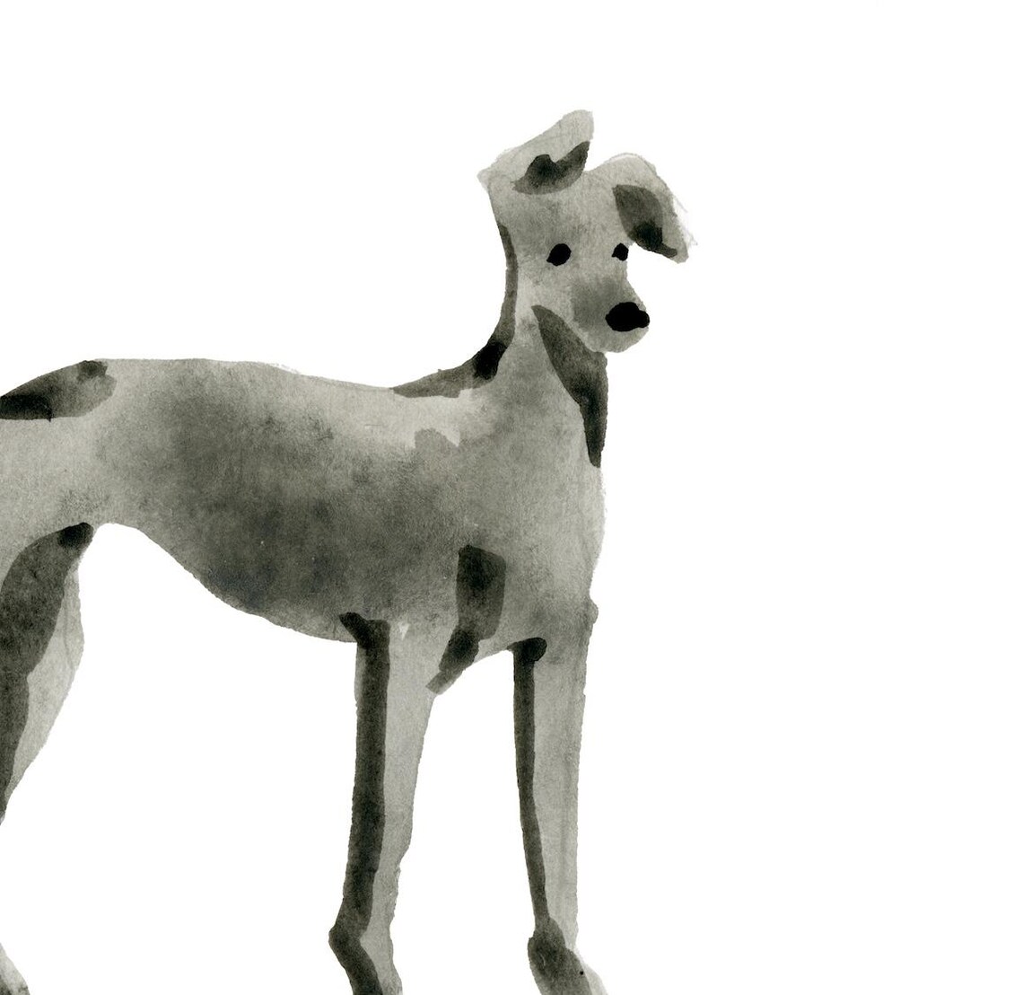 Paco Italian Greyhound Minimal Watercolor Dog Portrait Wall Art Print - Image 4