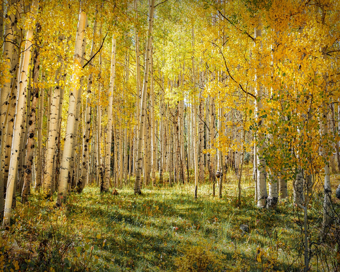 Golden Aspen Grove In Fall Sunlit Yellow Foliage Nature Art Poster