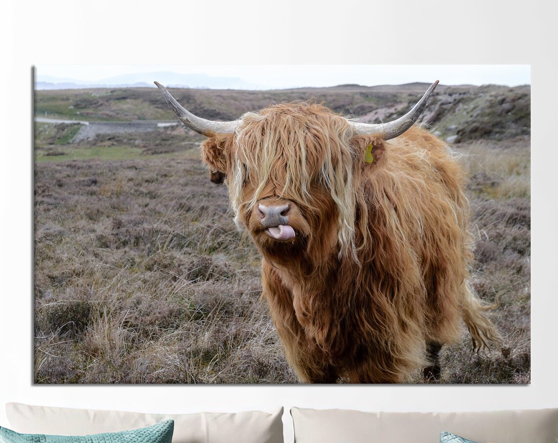 Highland Cow with Tongue Out on Scottish Moor Wildlife Humor Poster