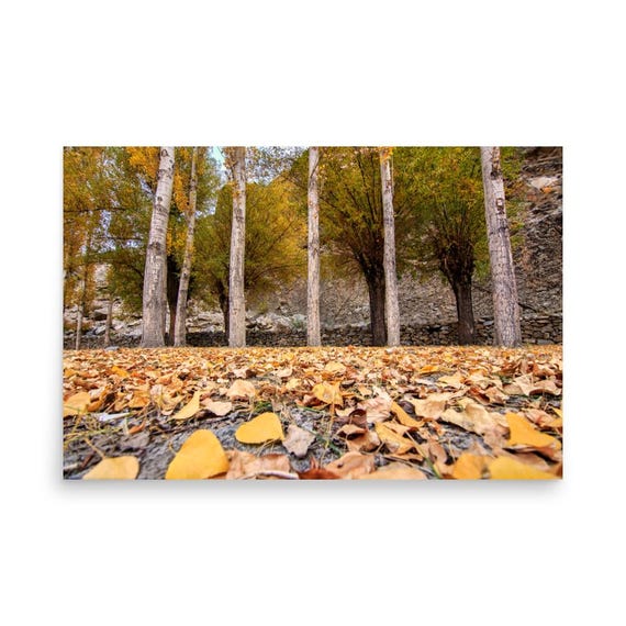 Autumn Forest Floor Golden Fallen Leaves Poplar Trees Nature Photo Print