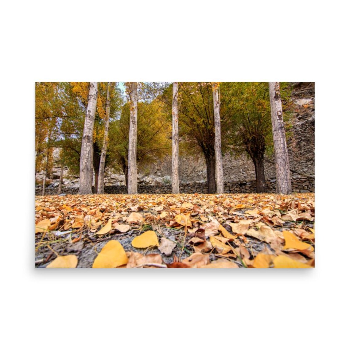 Autumn Forest Floor Golden Fallen Leaves Poplar Trees Nature Photo Print