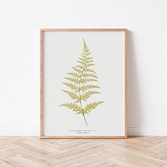 Simple Green Leaf Botanical Art Print Neutral Farmhouse Decor Fern Illustration Wild Violets Bo0010