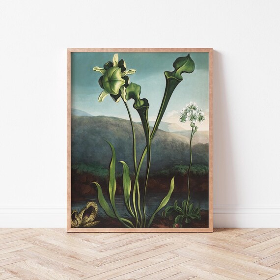 Dark Botanical Green Flower Wall Art Maximalist Water Lily Floral Illustration Academia Jt0005