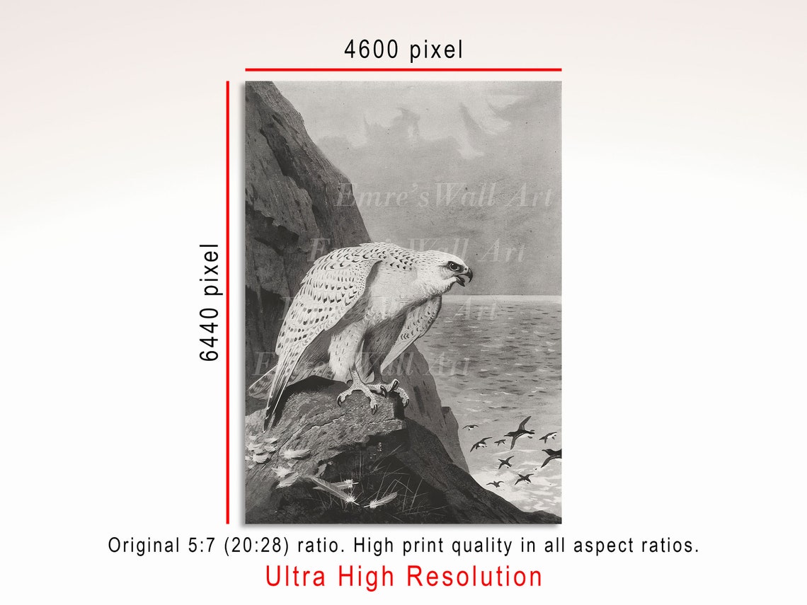 Falcon Vintage Bird Sketch Art Print - Image 3