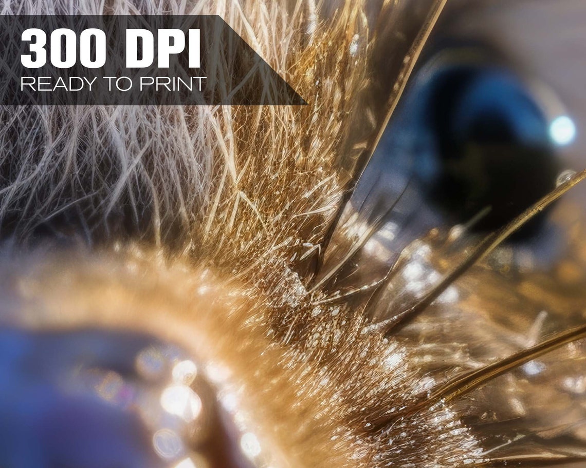 Hedgehog Close Up Nose Macro Sunlit Wildlife Photo Cute Spiky Poster - Image 4