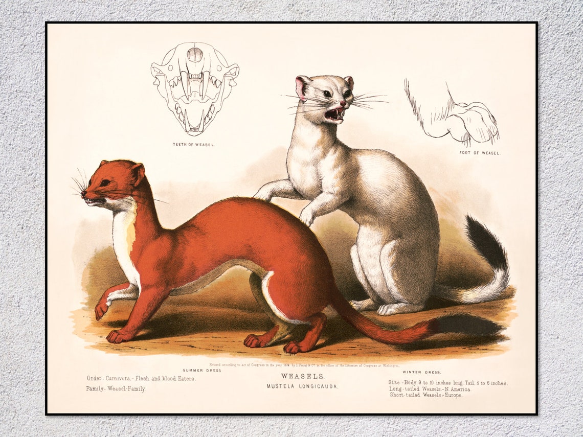 Weasels Summer And Winter Dress Mustela Longicauda Vintage Art Print