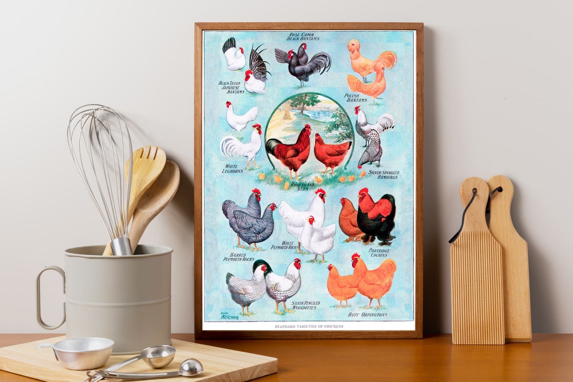 Standard Varieties of Chickens Vintage Poultry Breed Chart Poster - Image 2