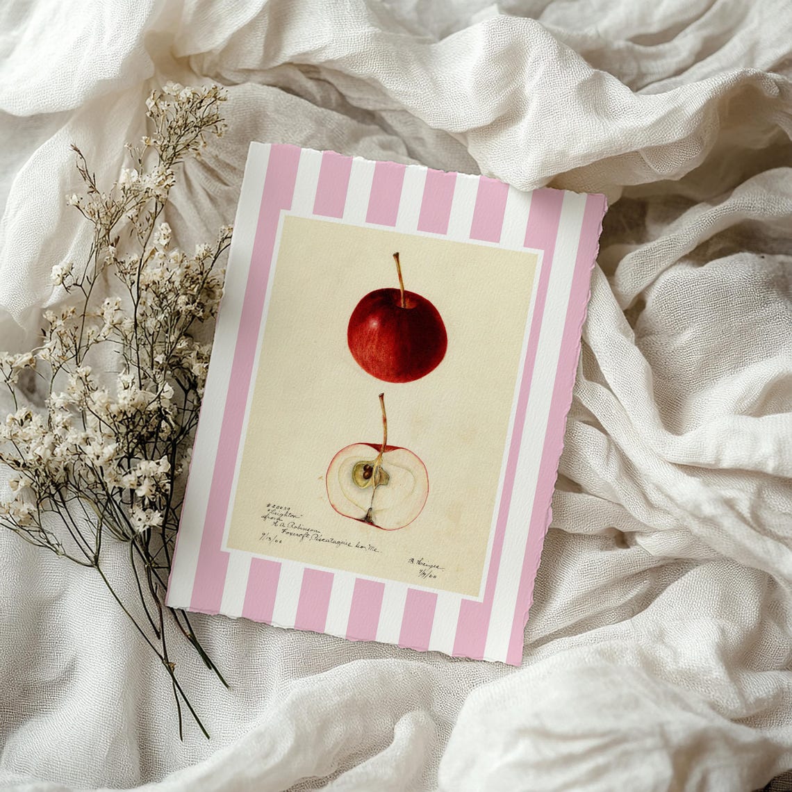 Apple Botanical Vintage Fruit Illustration Red Pink Stripe Poster - Image 3