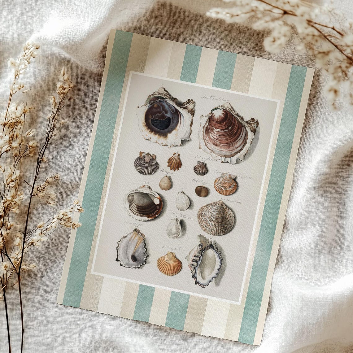 Vintage Seashell Scientific Chart Scallop Conch Coastal Poster - Image 3