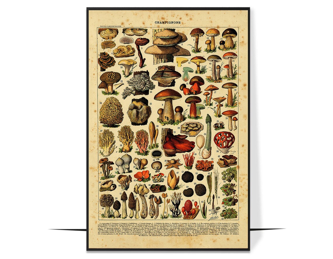 Champignons Vintage French Mushroom Botanical Illustration Poster