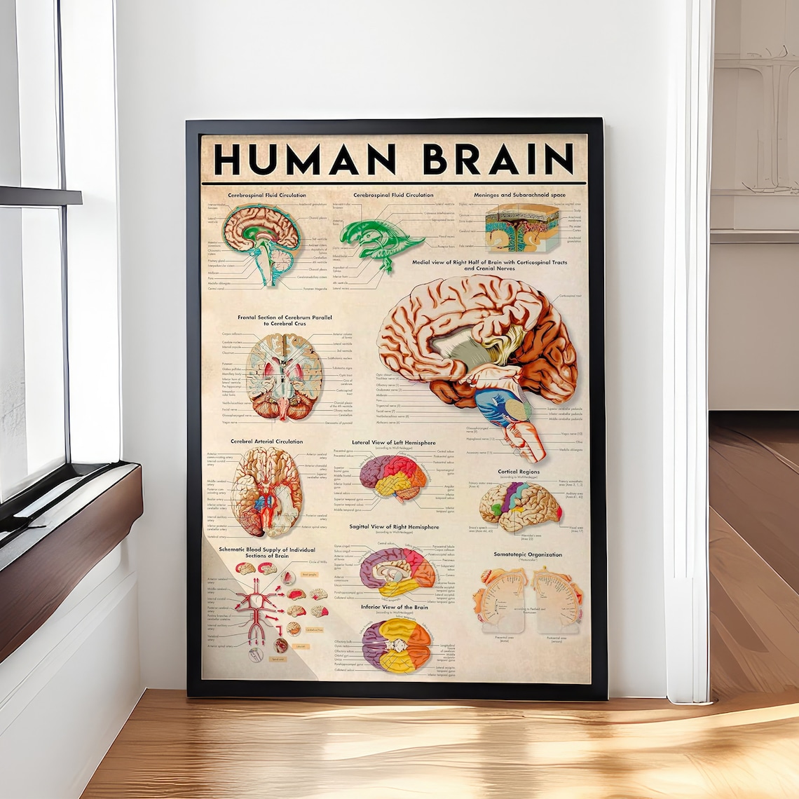 Human Brain Anatomy Art Print, Doctor Office Study