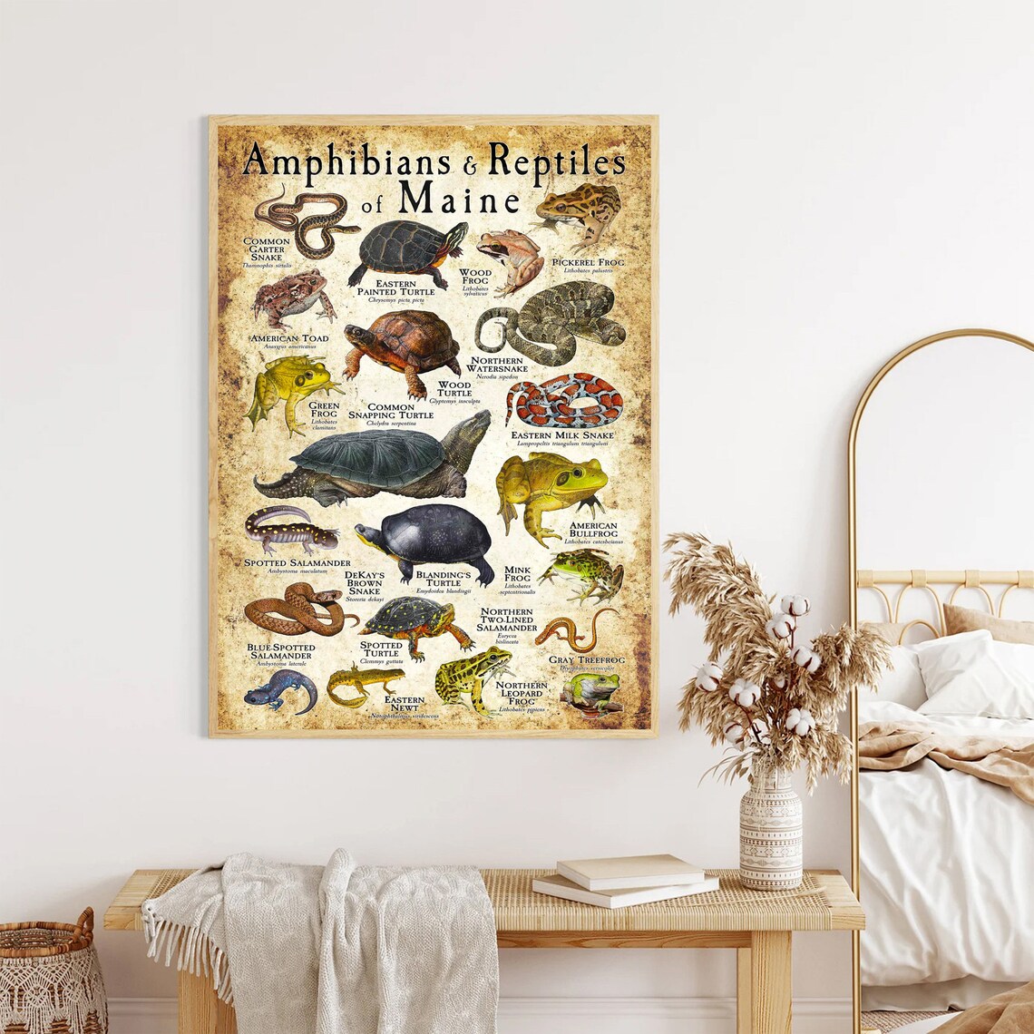 Amphibians And Reptiles Of Maine Vintage Nature Educational Poster - Image 3