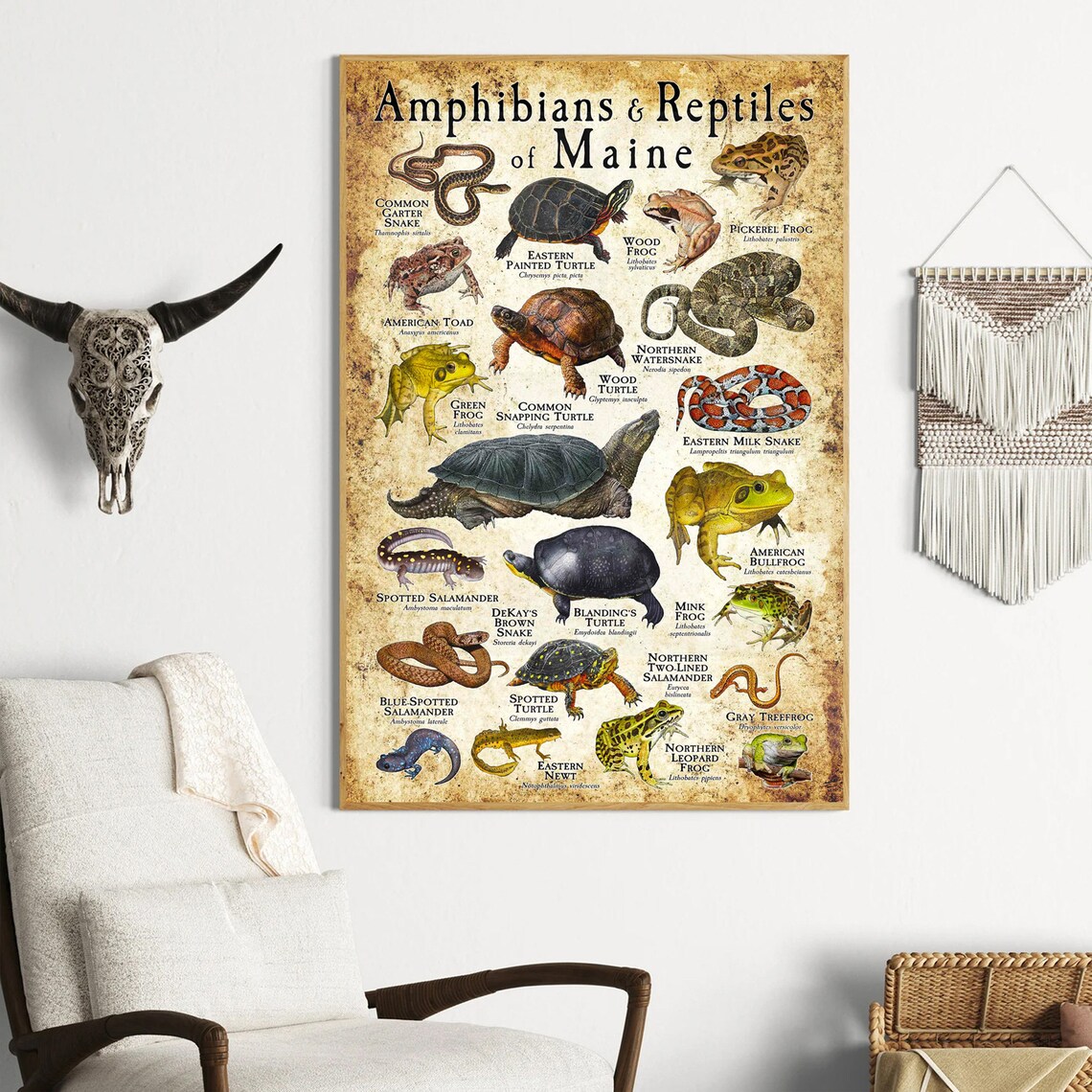 Amphibians And Reptiles Of Maine Vintage Nature Educational Poster - Image 4
