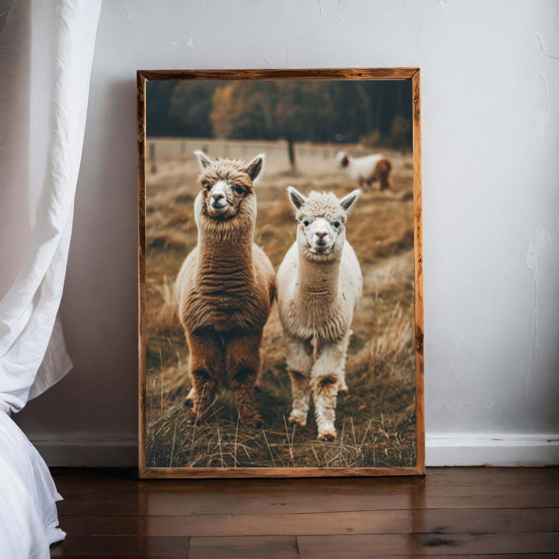 Alpaca Pair on a Golden Autumn Pasture Photographic Art Poster - Image 7