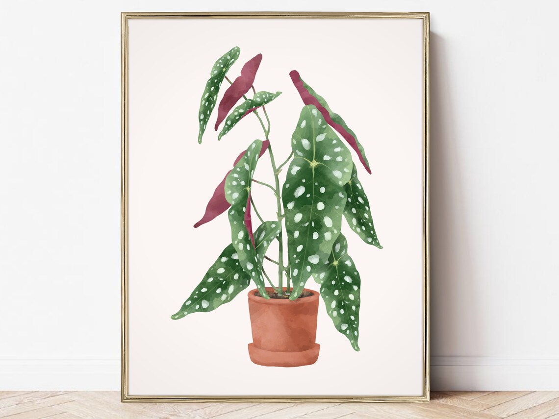 Polka Dot Begonia Plant Lover Wall Art Poster