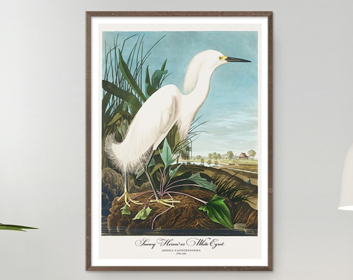John Audubon Snowy Heron Retro Art Print - Image 6