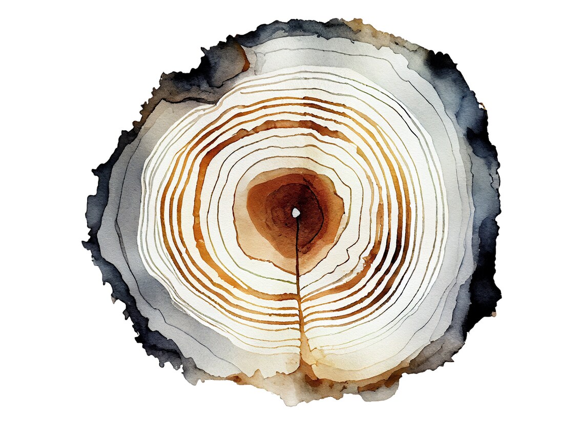 Oak Tree Ring Watercolor Art Print, Minimalist