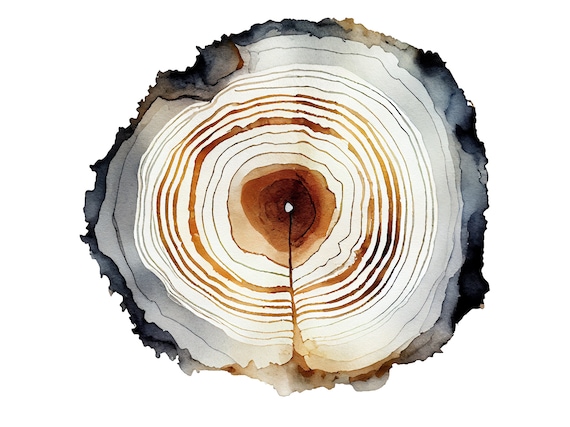 Oak Tree Ring Watercolor Art Print, Minimalist