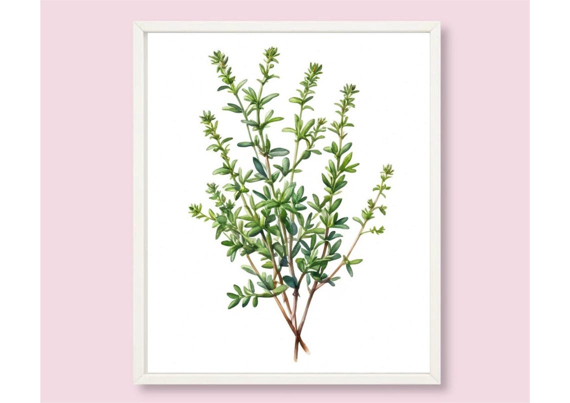 Thyme Sprigs With Tiny Leaves Botanical Watercolor Kitchen Herb Poster - Image 6