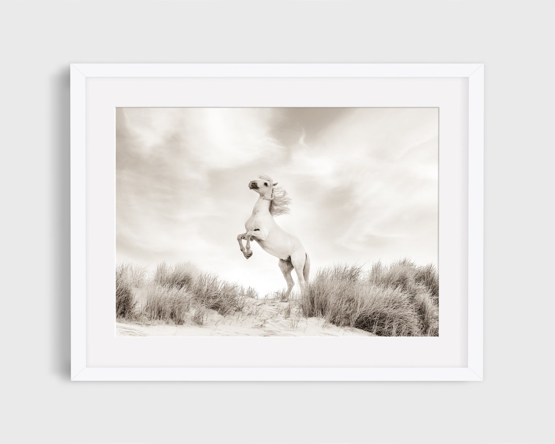 Wild Horse Nature Photography, Camargue Horse