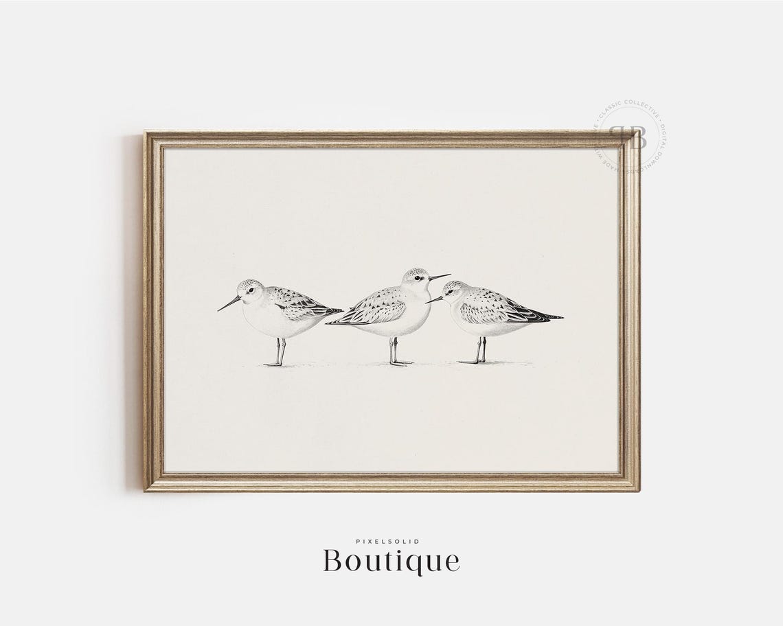 Sandpiper Shorebird Trio Black And White Sketch Coastal Poster