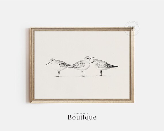 Elegant Sandpiper Bird Illustration Print Minimalist Coastal Wall Art Shorebird Decor For Nature Lovers No523