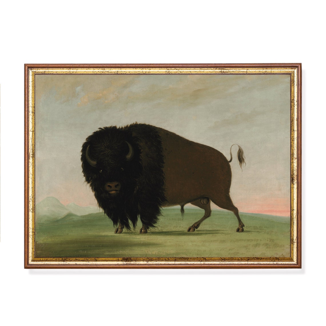 American Bison Bull Standing on the Open Prairie Vintage Animal Poster