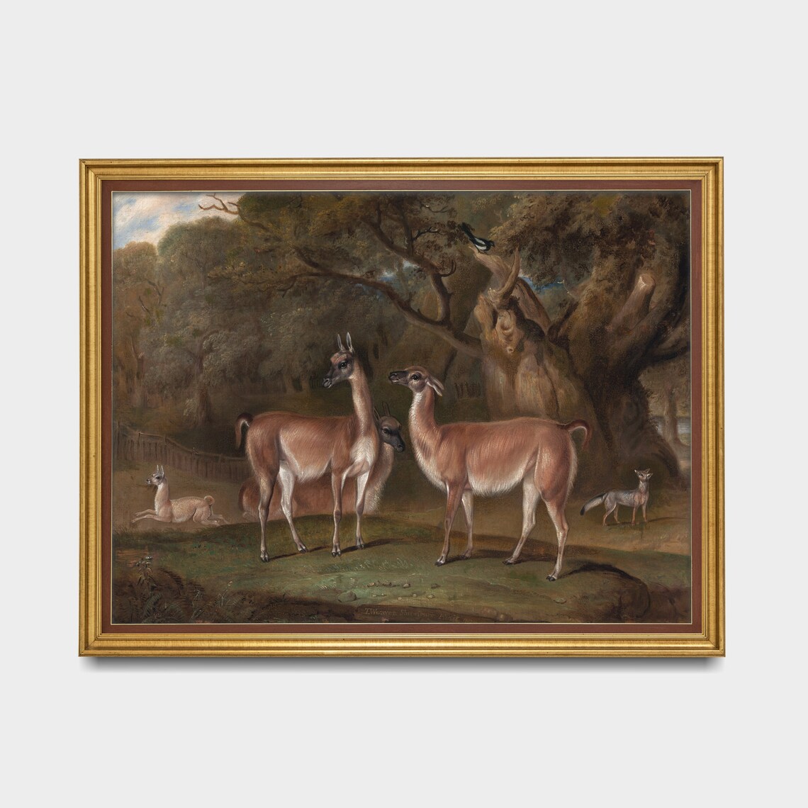 Vintage Guanaco Herd in Woodland Clearing Antique Animal Poster - Image 5