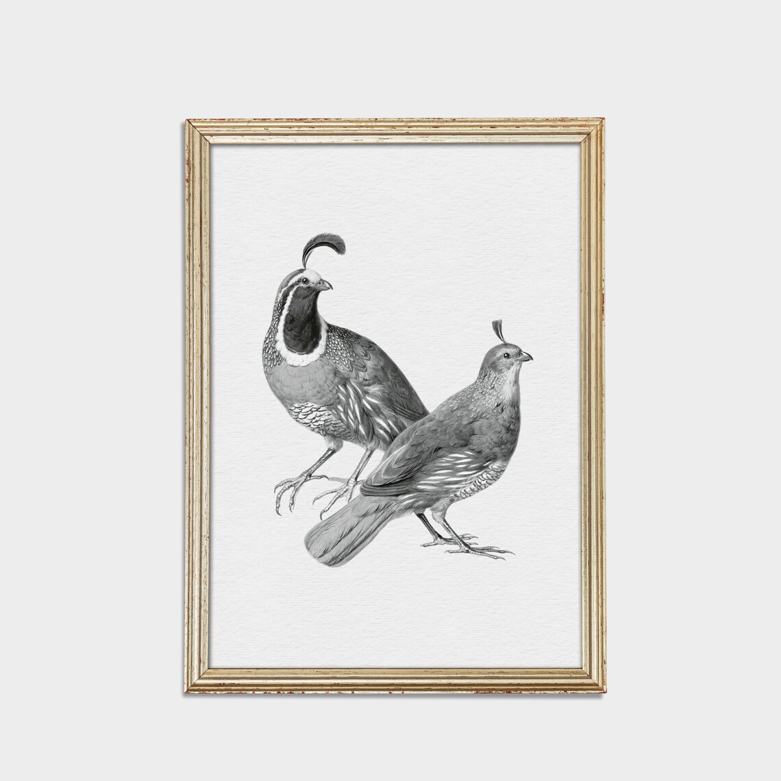 Pair of Quails Grey Engraving Antique Bird Illustration Poster - Image 2