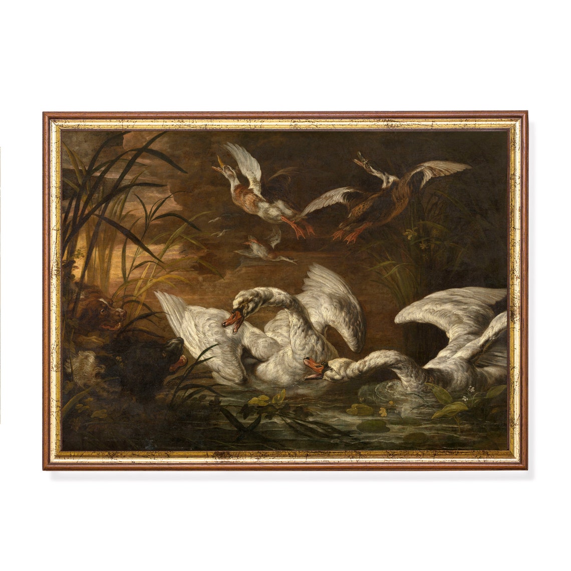 Swans Battling Dogs On Dark Water Dramatic Vintage Wildlife Poster