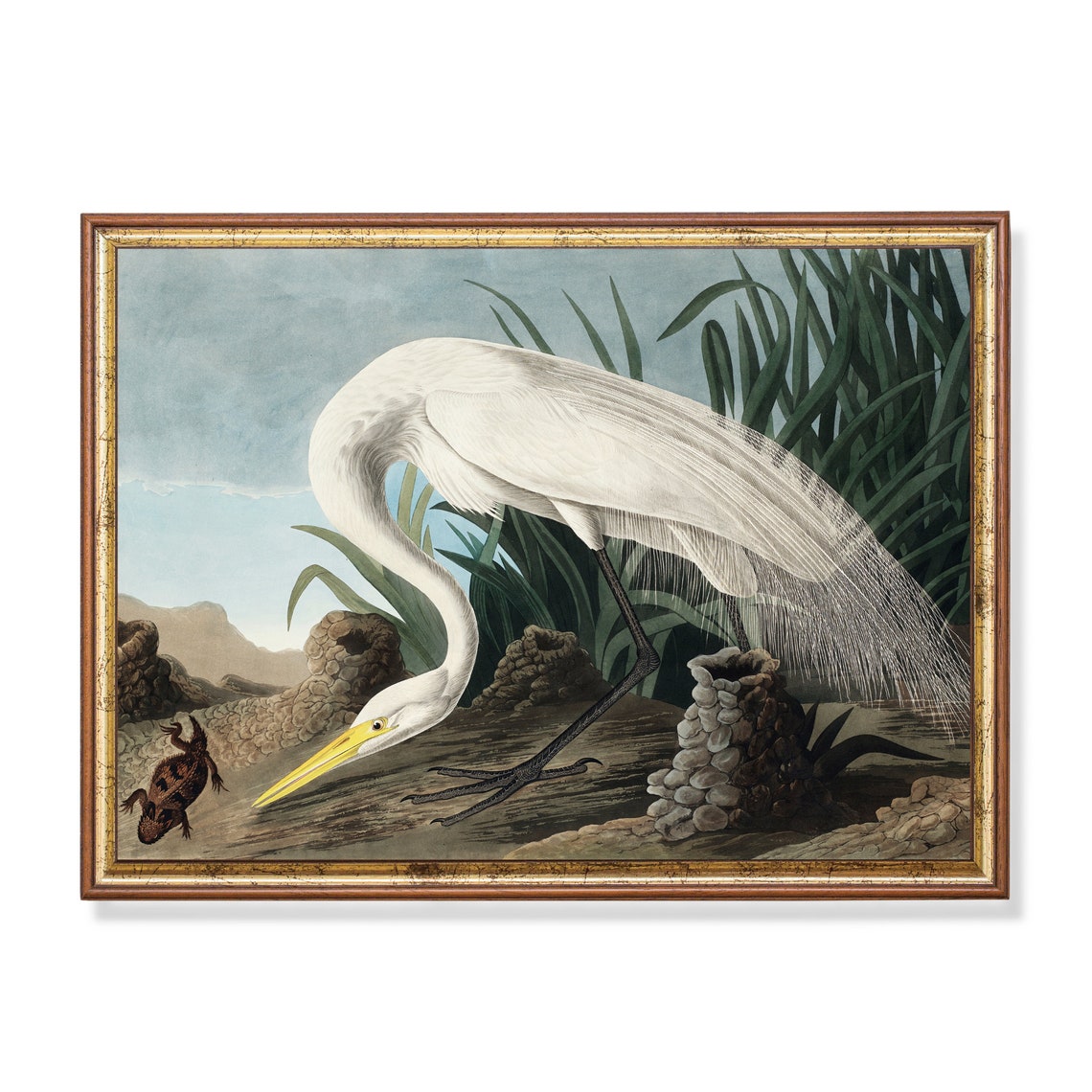 Great White Heron Striking Prey Vintage Bird Illustration Poster